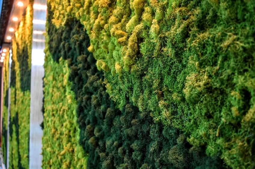 Indoor & Outdoor Moss Wall Installation