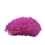 pink moss